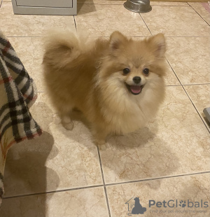 Photo №4. I will sell german spitz, pomeranian in the city of Berlin. private announcement, from nursery, breeder - price - 300$