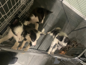 Photo №3. Border Collie puppies. Germany