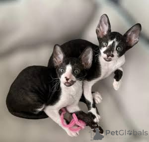 Photo №1. cornish rex - for sale in the city of Augustów | negotiated | Announcement № 173137
