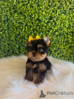 Photo №2 to announcement № 172837 for the sale of yorkshire terrier - buy in Czech Republic breeder