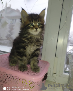 Photo №1. maine coon - for sale in the city of Vladimir | negotiated | Announcement № 8454