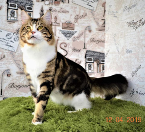 Photo №1. maine coon - for sale in the city of Krivoy Rog | 543$ | Announcement № 5666