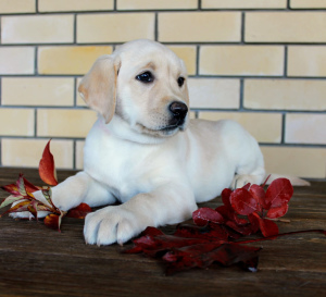 Photo №4. I will sell labrador retriever in the city of Izhevsk. breeder - price - Negotiated