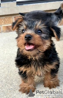 Photo №1. yorkshire terrier - for sale in the city of Kishinev | negotiated | Announcement № 124368