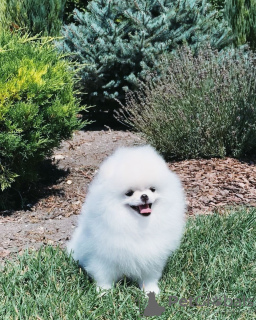 Photo №4. I will sell pomeranian in the city of Гаага. private announcement - price - 380$