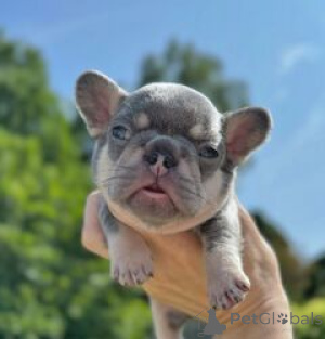Photo №1. french bulldog - for sale in the city of Beresje | negotiated | Announcement № 169534