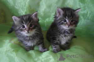 Photo №1. norwegian forest cat - for sale in the city of Opfikon | 361$ | Announcement № 169327