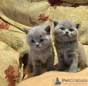 Photo №1. british shorthair - for sale in the city of Stadtallendorf | 350$ | Announcement № 125121