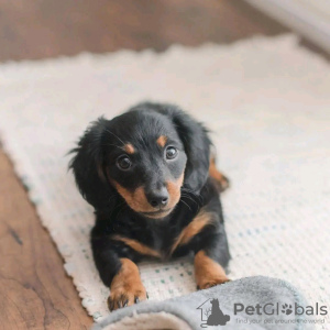 Photo №2 to announcement № 120144 for the sale of dachshund - buy in Finland private announcement, breeder