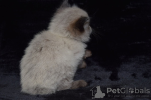 Additional photos: Healthy Ragdoll Kittens for Sale with home delivery services available