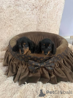 Photo №1. dachshund - for sale in the city of New Garden | 723$ | Announcement № 174607