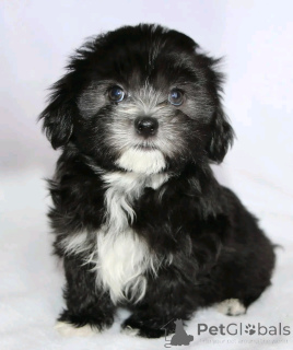 Photo №1. havanese dog - for sale in the city of Berlin | 471$ | Announcement № 136356