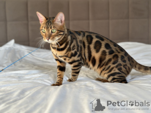 Photo №2 to announcement № 125549 for the sale of bengal cat - buy in United States private announcement, from nursery, breeder