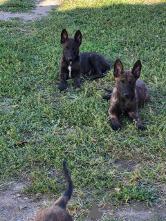 Additional photos: Dutch Shepherd puppies