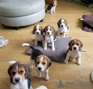 Photo №1. beagle - for sale in the city of Мадрид | Is free | Announcement № 36845