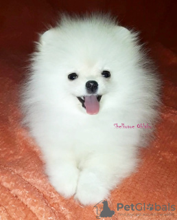 Photo №1. pomeranian - for sale in the city of Chelyabinsk | 666$ | Announcement № 9021