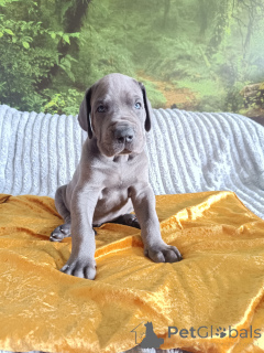 Photo №1. great dane - for sale in the city of Limanowa | 3200$ | Announcement № 148349