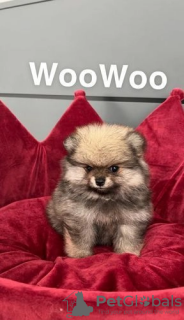 Photo №2 to announcement № 27684 for the sale of pomeranian - buy in Belgium 