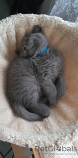 Photo №2 to announcement № 55146 for the sale of british shorthair - buy in Germany from nursery, from the shelter, breeder