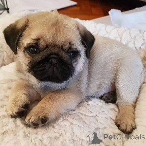 Photo №2 to announcement № 174068 for the sale of pug - buy in Czech Republic breeder