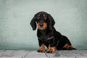 Photo №2 to announcement № 119604 for the sale of dachshund - buy in Russian Federation breeder