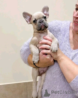Photo №3. Available French Bulldogs puppies. Finland