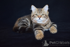 Photo №2 to announcement № 7974 for the sale of siberian cat - buy in Kazakhstan from nursery