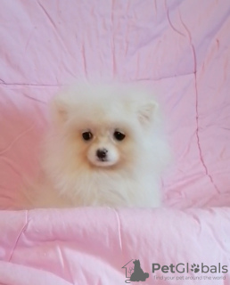Photo №1. pomeranian - for sale in the city of Minsk | 208$ | Announcement № 89549
