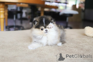 Photo №4. I will sell pomeranian in the city of Chicago. breeder - price - negotiated