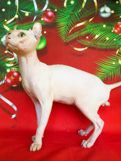 Photo №2 to announcement № 2330 for the sale of sphynx-katze - buy in Russian Federation breeder