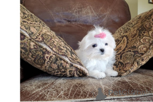 Photo №2 to announcement № 168782 for the sale of maltese dog - buy in United States 