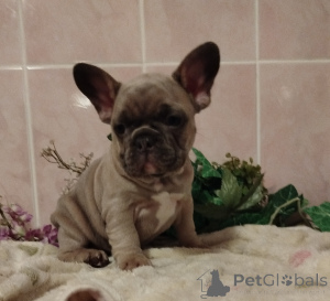 Additional photos: French bulldog.