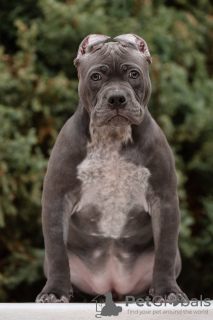Photo №2 to announcement № 87117 for the sale of american bully - buy in Russian Federation breeder