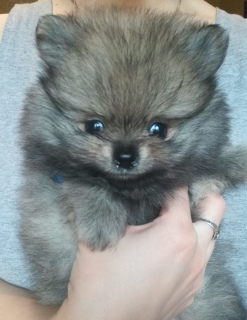 Photo №1. pomeranian - for sale in the city of Minsk | 450$ | Announcement № 1333