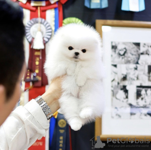 Photo №1. pomeranian - for sale in the city of San Francisco | 400$ | Announcement № 41872