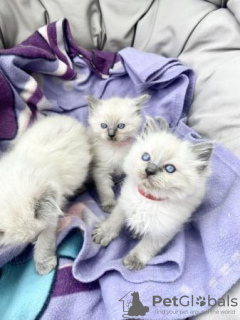 Photo №3. Ragdoll kittens viewings now welcome. Switzerland