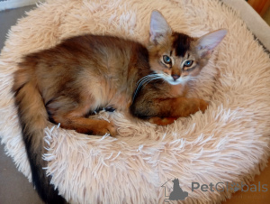 Photo №4. I will sell  in the city of Riga. breeder - price - 847$