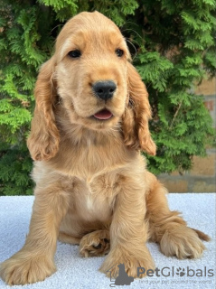 Photo №4. I will sell english cocker spaniel in the city of Ada.  - price - Is free