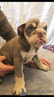 Photo №2 to announcement № 118103 for the sale of english bulldog - buy in Germany private announcement, breeder