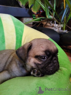 Photo №4. I will sell pug in the city of Khmelnitsky. private announcement - price - 280$