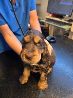 Photo №1. english cocker spaniel - for sale in the city of ALAVUS | 600$ | Announcement № 169105