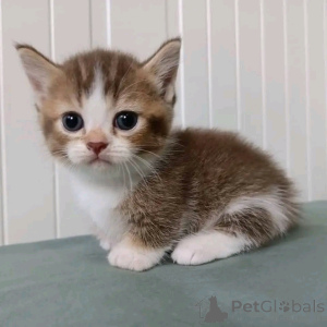 Photo №1. munchkin - for sale in the city of Гамбург | 471$ | Announcement № 138682