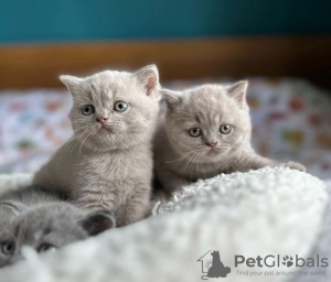 Photo №1. british shorthair - for sale in the city of Ferschweiler | Is free | Announcement № 120406