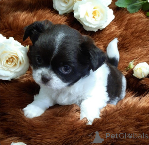 Photo №2 to announcement № 165891 for the sale of chihuahua - buy in Ukraine from nursery, breeder