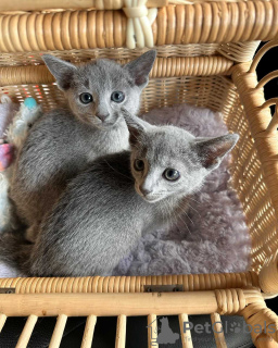 Photo №1. russian blue - for sale in the city of Paris | negotiated | Announcement № 82879