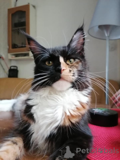 Photo №3. Gatito Maine Coon en venta. Spain