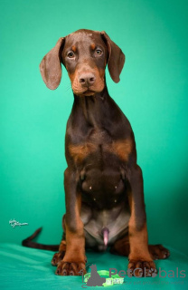 Photo №4. I will sell dobermann in the city of Aleksinac. breeder - price - negotiated