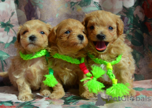 Photo №3. MALTIPA pups are ready to move to their new home. Ukraine