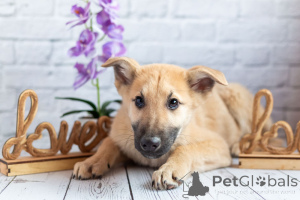 Photo №4. I will sell non-pedigree dogs in the city of Moscow river. private announcement - price - Is free