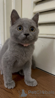 Photo №3. British shorthair kitten. Italy